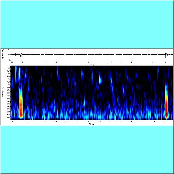 Megalodoras uranoscopus_spectrogram.png